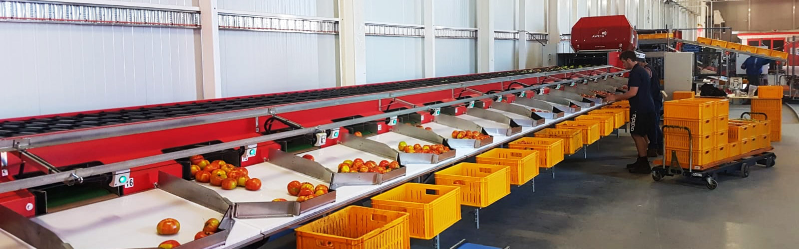 Tomaten sorteerlijn Australië | Steenks Service